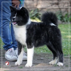 3845c7_0c77f04ac4c14148ba94f70b2efc04b8mv2