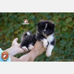 3845c7_1bbfdebdc49a4869a63150386ef79e08mv2