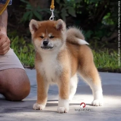 3845c7_425af3c487354a0eb27a4b2a3ea3e4cemv2