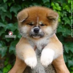 3845c7_d68d94b2948143f3bcfceb8f01cdaa6emv2