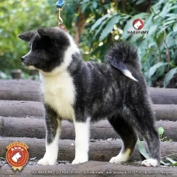 66249f_4430ee7efb8b4ed58e08d3c90557634bmv2