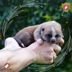 66249f_6d42daf2233144a6800d0ac5f5d7ba6amv2