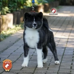 66249f_888efea31f40444ea20fe3a135f1a922mv2